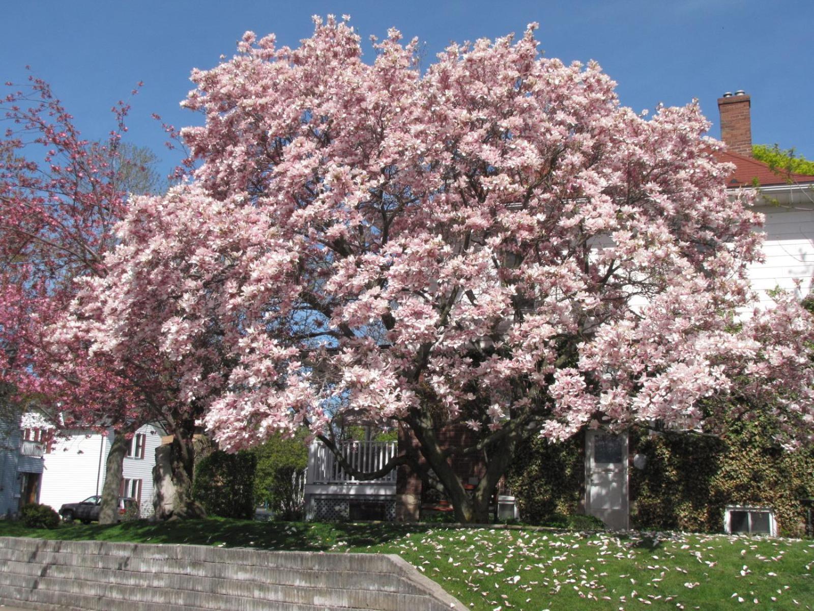 Strathaird Bed And Breakfast Niagara Bagian luar foto